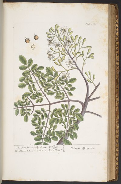 Tavola 386, da 