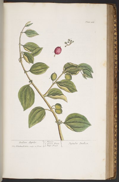 Tavola 388, da 