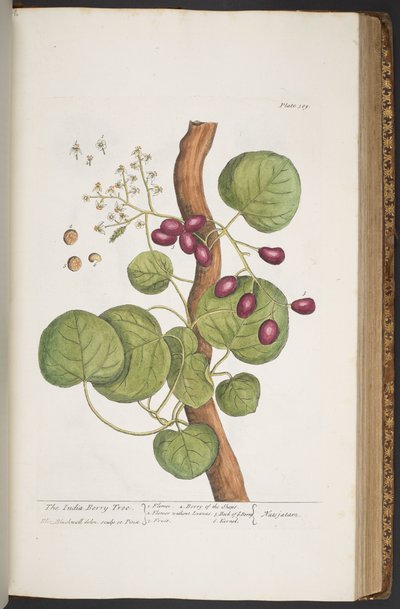 Tavola 389, da 