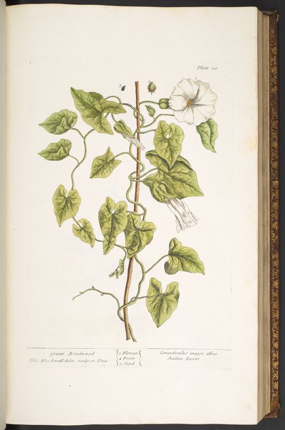 Tavola 38, Grande Vilucchio, da 