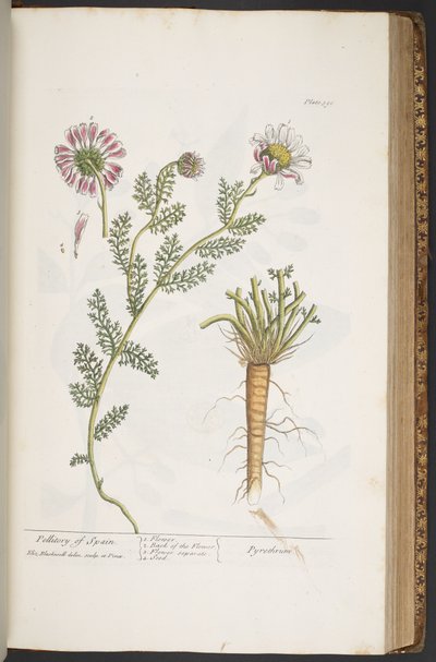 Tavola 390, Pellitory of Spain, da 