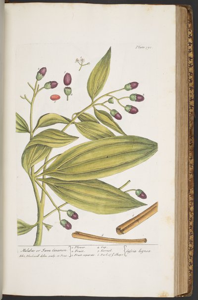 Tavola 391, da 