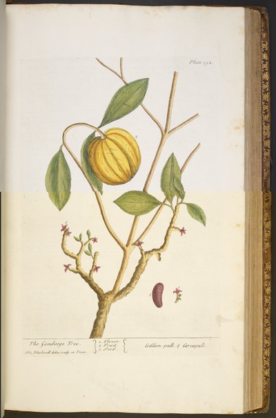 Tavola 392, da 