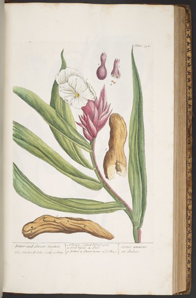 Tavola 394, da 