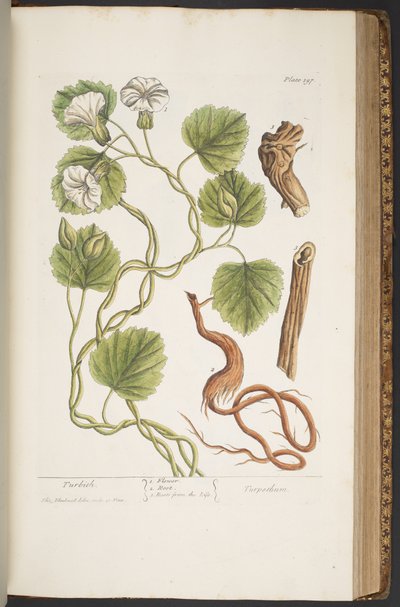 Tavola 397, da 