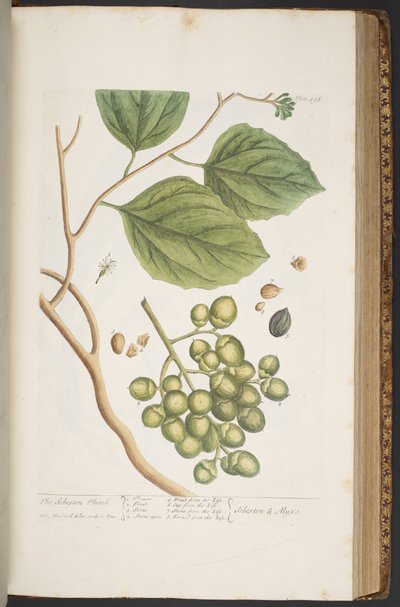 Tavola 398, da 