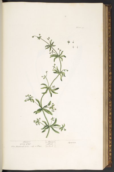 Tavola 39, Caglio, da 