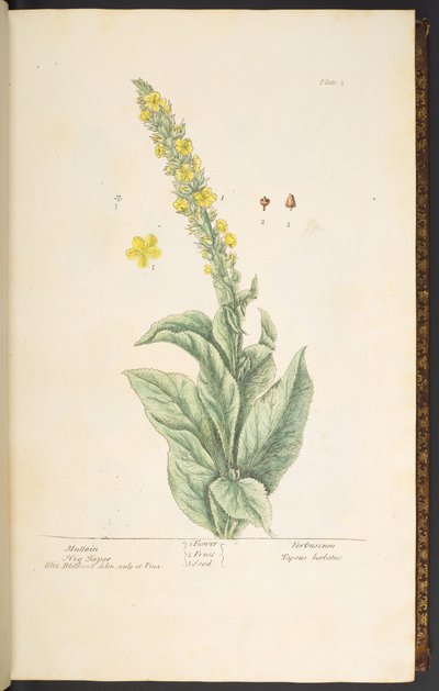 Tavola 3, Verbasco, da 