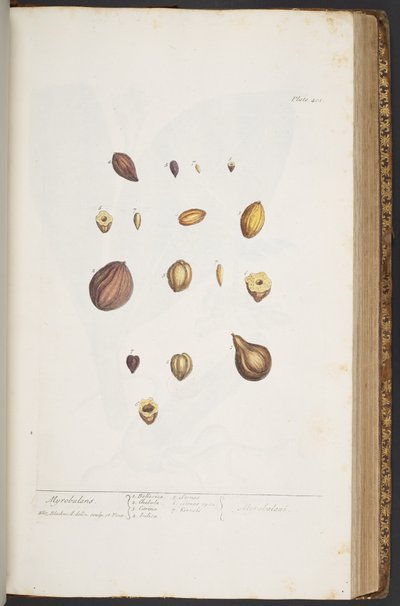 Tavola 401, da 