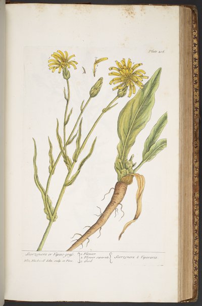 Tavola 406, da 