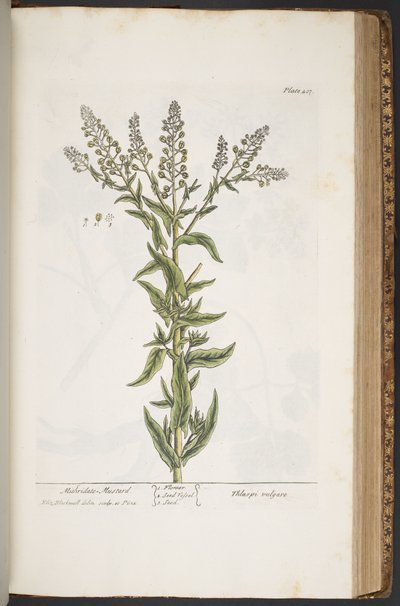 Tavola 407, da 