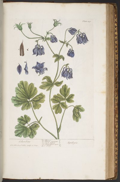 Tavola 409, da 