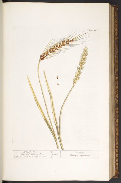 Tavola 40, Grano e Grano Barbutto, da 