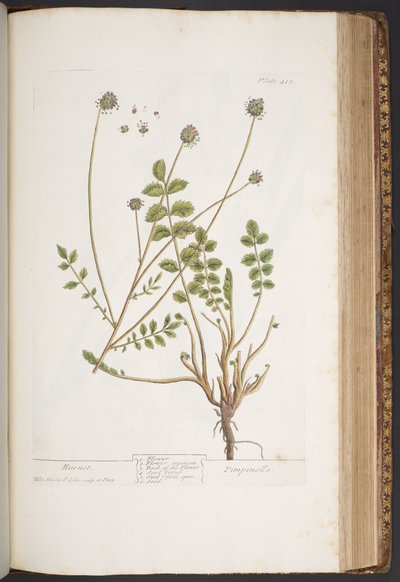 Tavola 413, da 