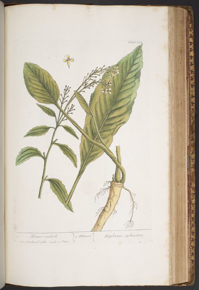 Tavola 415, da 