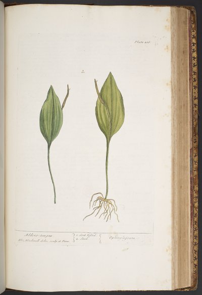 Tavola 416, da 