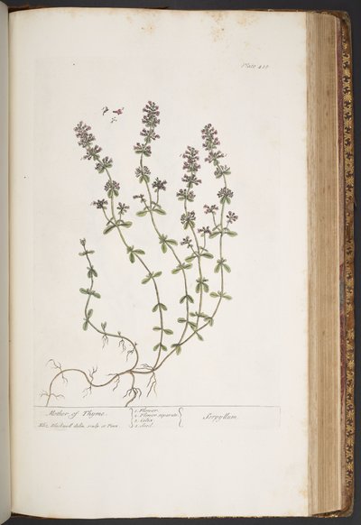 Tavola 418, da 