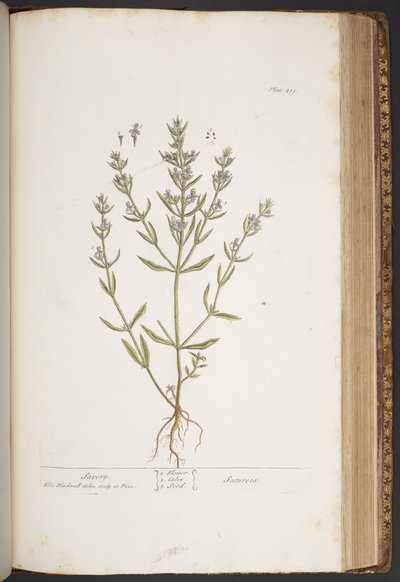 Tavola 419, da 