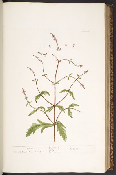 Tavola 41, Verbena, da 