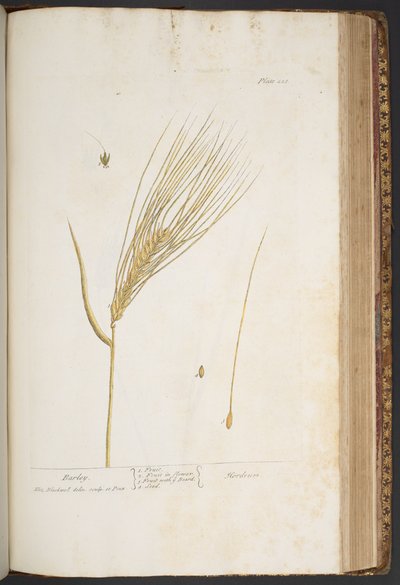 Tavola 423, da 