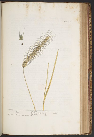 Tavola 424, da 
