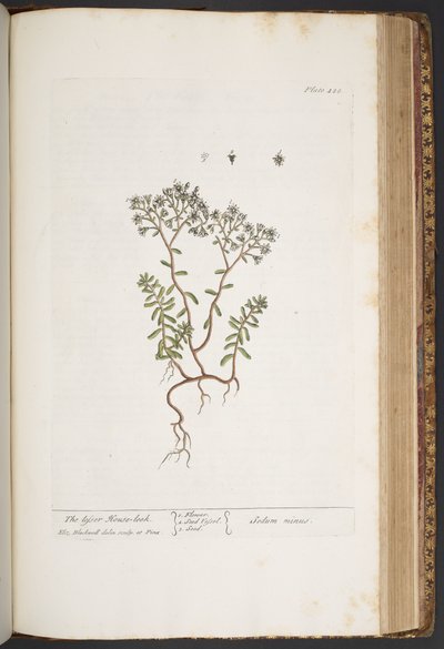 Tavola 428, da 