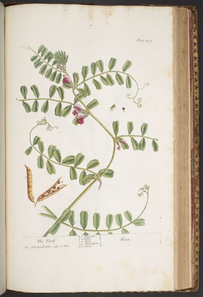 Tavola 429, da 