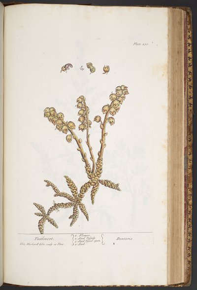 Tavola 430, Dentaria, da 