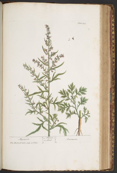 Tavola 431, da 