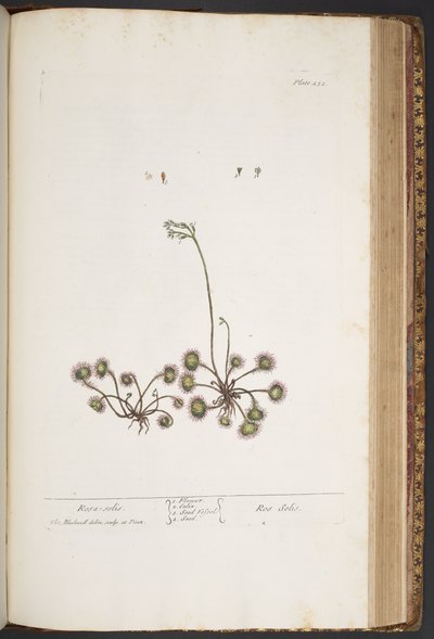 Tavola 432, da 