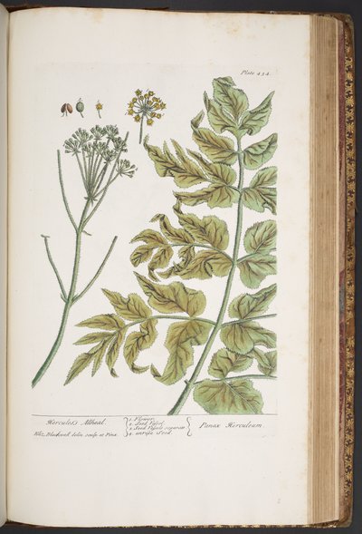 Tavola 434, da 