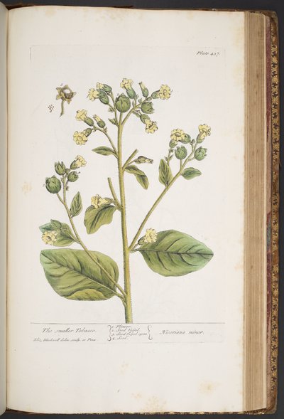 Tavola 437, da 