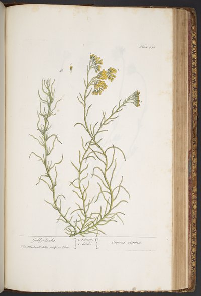 Tavola 438, da 