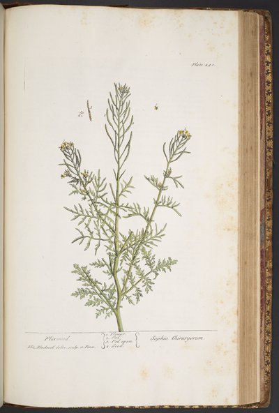 Tavola 440, da 