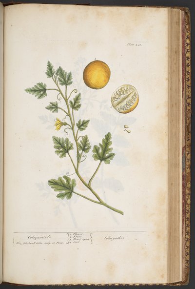 Tavola 441, da 