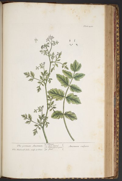 Tavola 442, da 