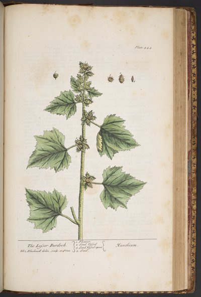 Tavola 444, da 
