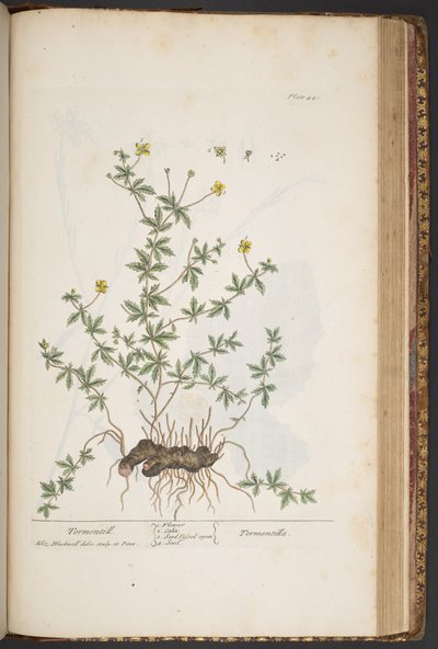 Tavola 445, da 