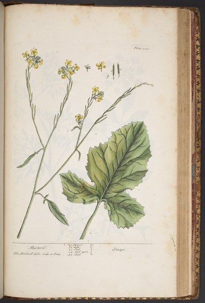 Tavola 446, da 