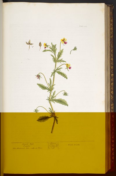 Tavola 44, Viola del pensiero, da 