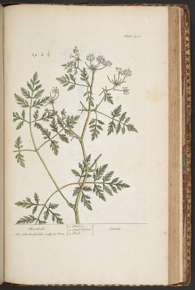 Tavola 451, da 
