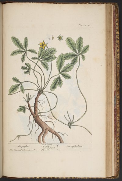Tavola 454, Cinquefoglia, da 
