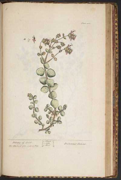 Tavola 462, da 