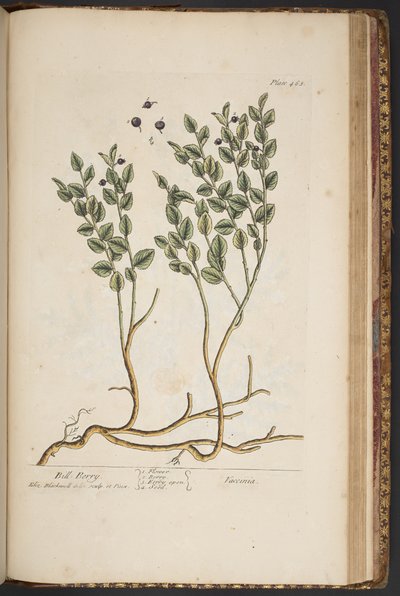 Tavola 463, da 