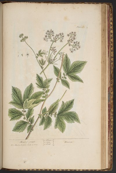 Tavola 465, da 