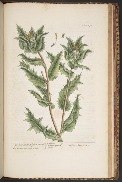 Tavola 476, Carduus, o il Cardo Benedetto, da 