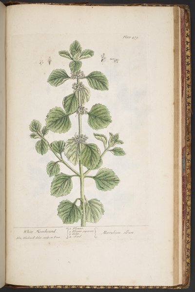 Tavola 479, da 