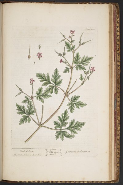 Tavola 480, Herb Robert, da 