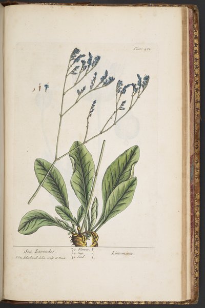 Tavola 481, da 