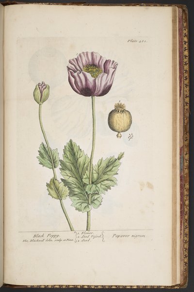 Tavola 482, da 